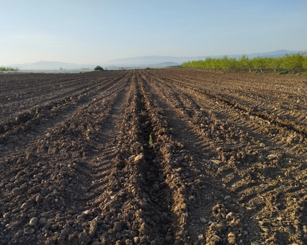 Campo con pinos recien plantados
