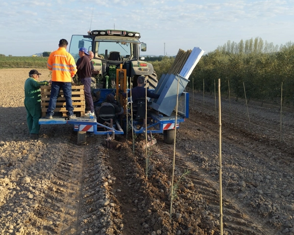 Operarios plantando los pinos