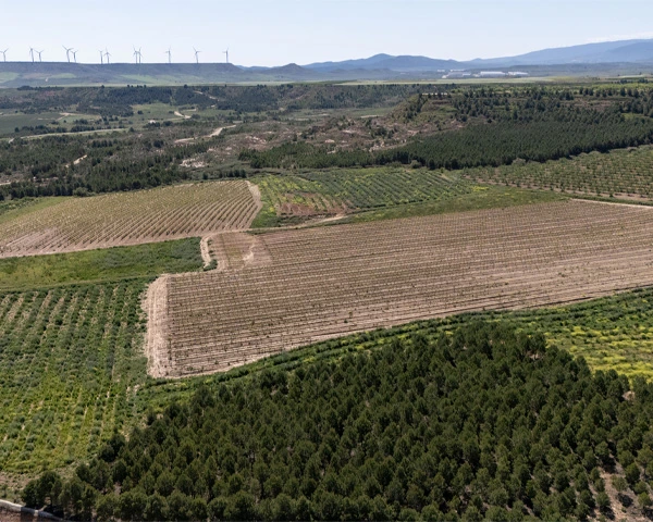 Terrenos con pinos y olivos desde vista dron